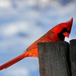 Cardinals as a Sport Team Name