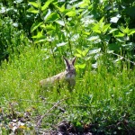 Rabbits Living in Lawn Mower Country