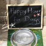 Dog Noses Know Best: The Tale of a Vegetarian Dog