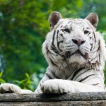 There is a Tiger in My Woods
