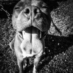 Dog Tongue: What Should Cats Do 