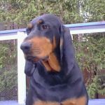 Oh Boy: Roy the Coonhound Can Hunt
