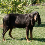 Hand It Over Roy: You Are A Coonhound Not A