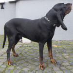 How to Teach a Coonhound to Hunt Coon