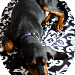 Roy the Black & Tan Coonhound Finds a Home