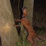 How Much Coon Would a Coonhound Hunt