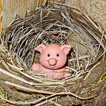 Littlest of Piggies Goes to Lil Piggie Bank