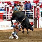 The Black Bull Rides Bubblews Again