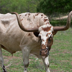 Castration of Bubblews Comments: This Bull Says No