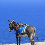 What Is A Suicide Donkey